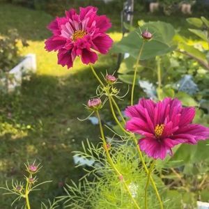 Meet your Posher, Anne